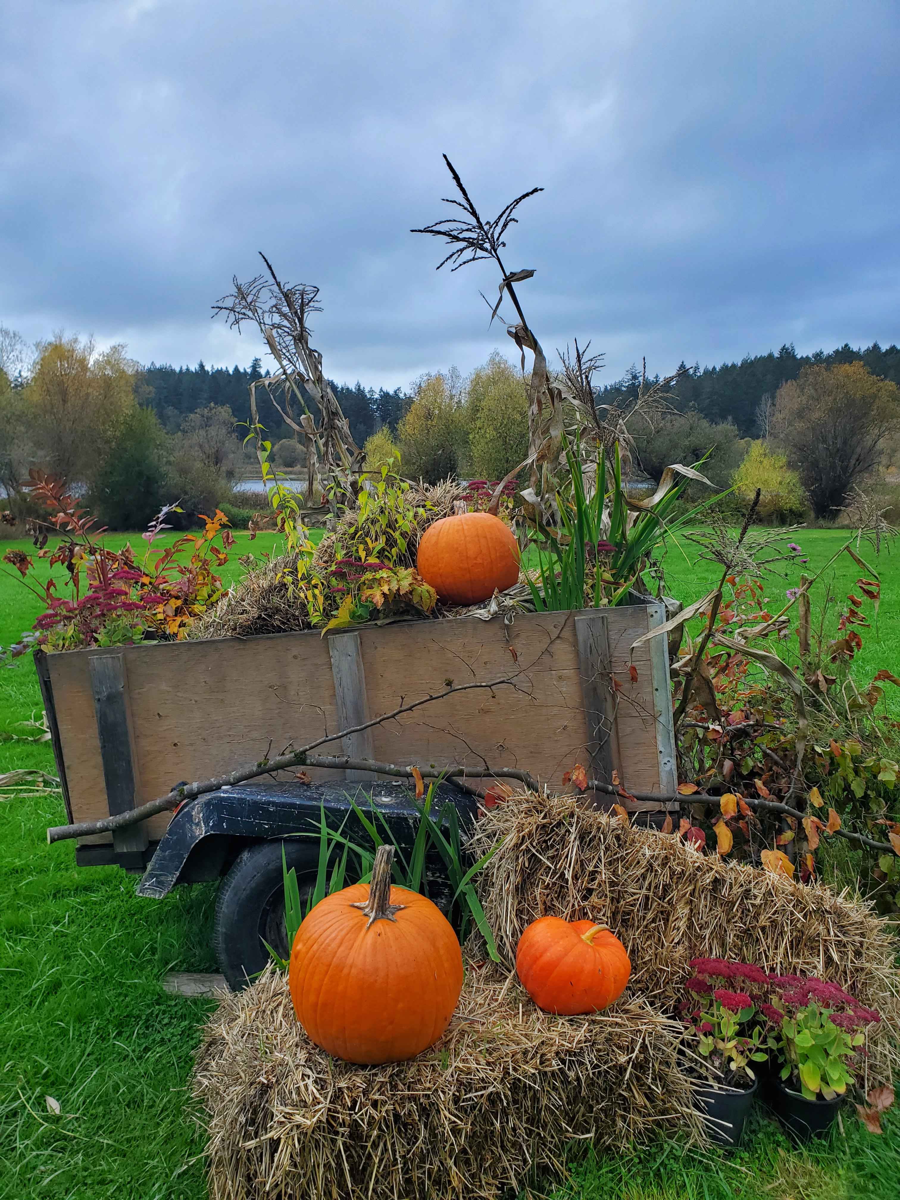 Fall Pumpkins